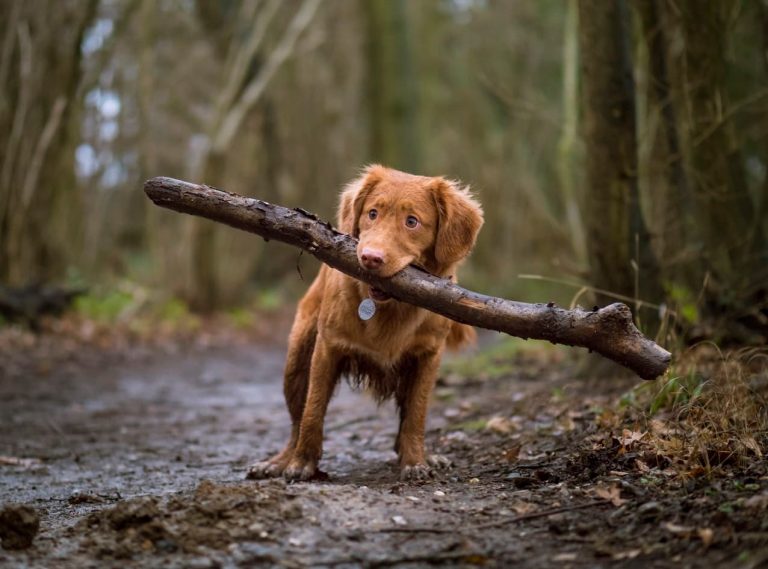 Beneficios de adoptar un perro Fundación Ochotumbao